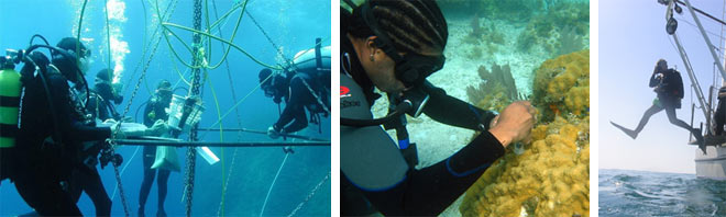 Diving Safety Program