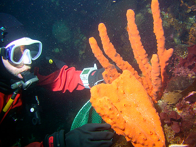 USF Researcher Alan Maschek collects sea sponges (Photo: Bill Baker)